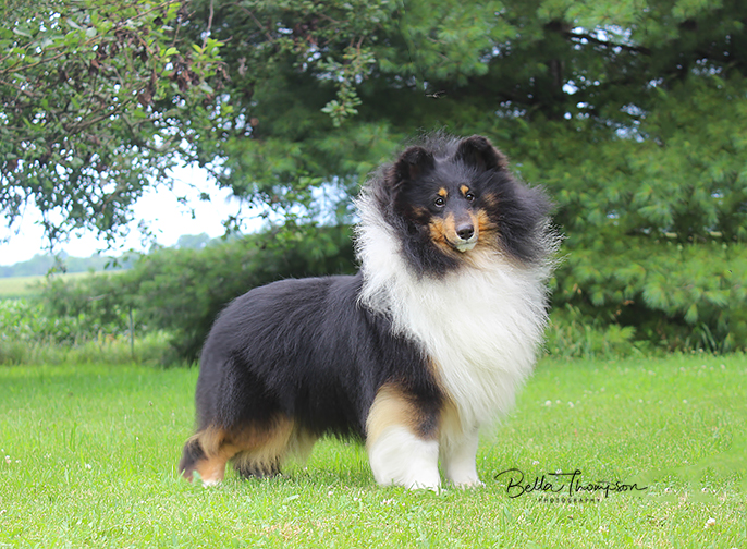 Merle sheltie puppies for sale sale