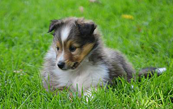 Photo of Sheepdog 