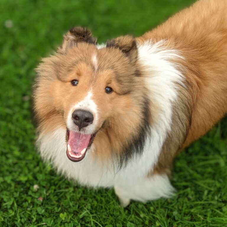 A fluffy brown and white dog with a happy expression stands on green grass, looking up at the camera.
