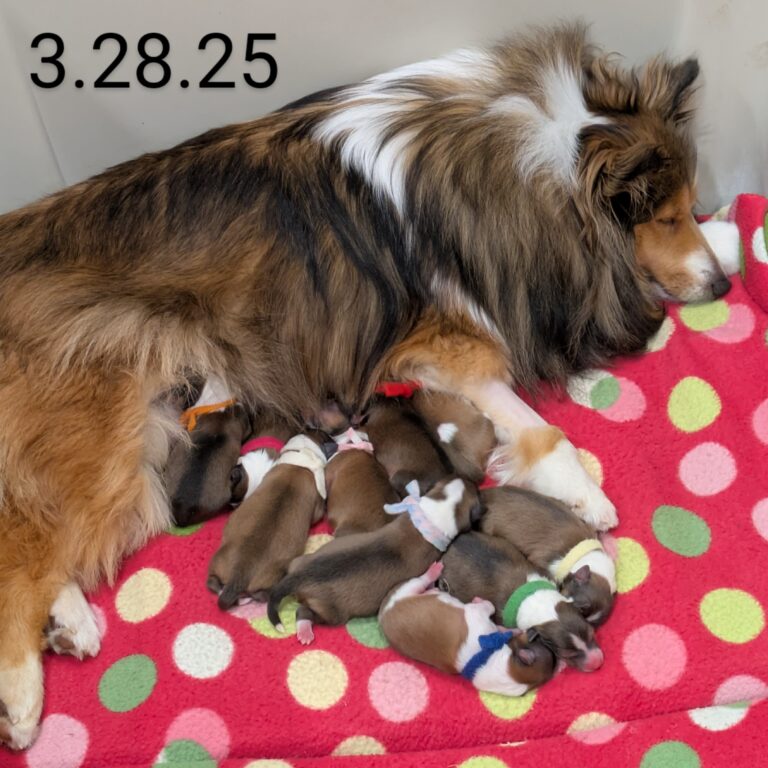 A dog lies on a red polka dot blanket with nine newborn puppies; the date 3.28.25 is displayed in the image.