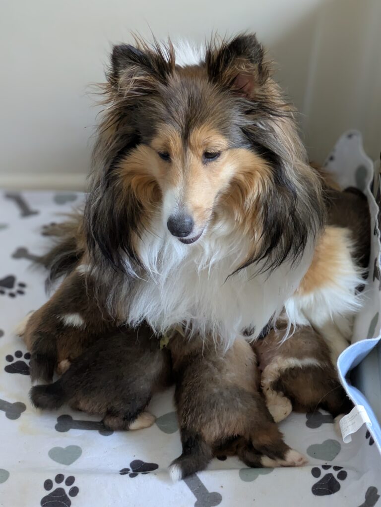 A Shetland Sheepdog nursing four puppies on a blanket with paw and bone prints.