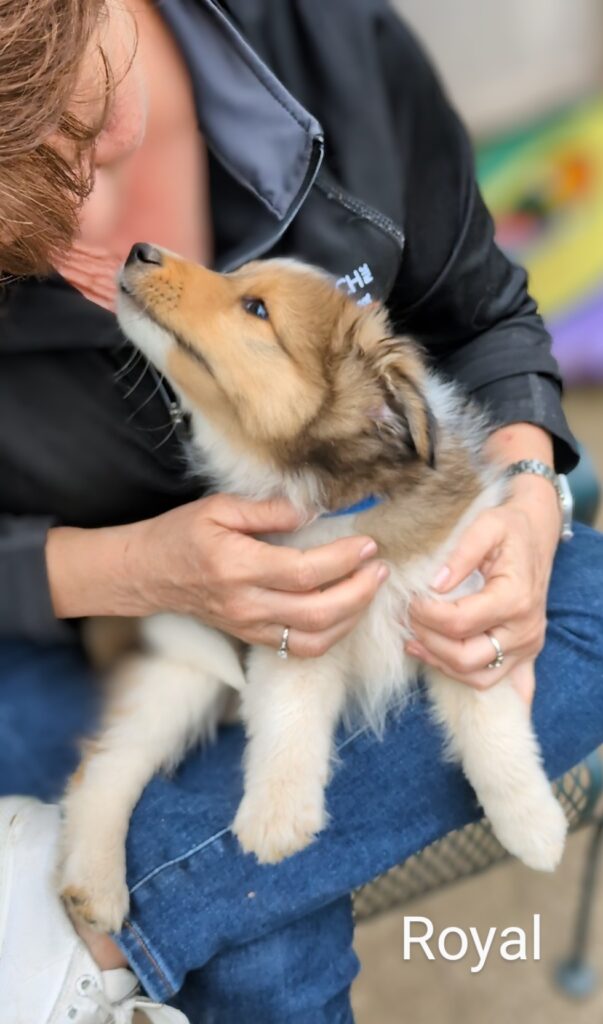 A person holds a fluffy Collie puppy labeled "Royal," who looks up towards their face.