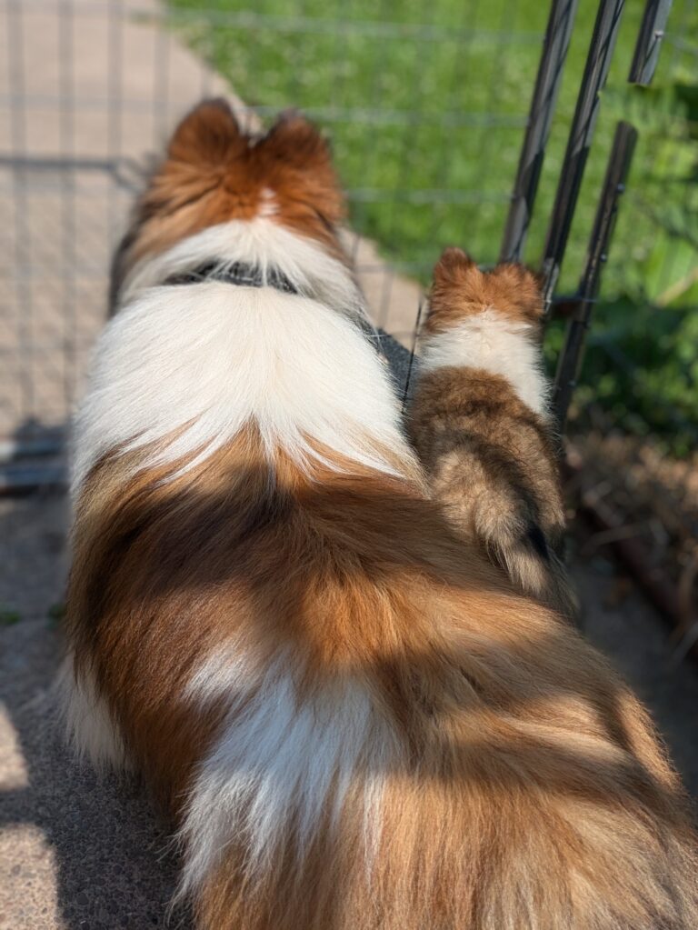Two dogs, one large and one small, sit side by side facing a metal fence on a sunny day.