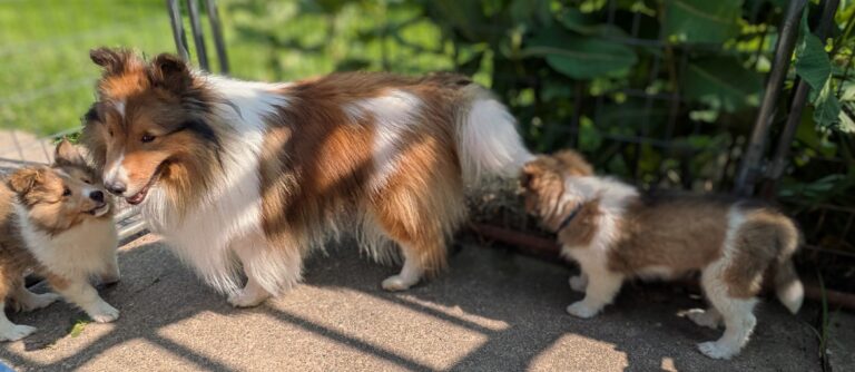 An adult Shetland Sheepdog stands on a sidewalk with two Shetland Sheepdog puppies nearby.