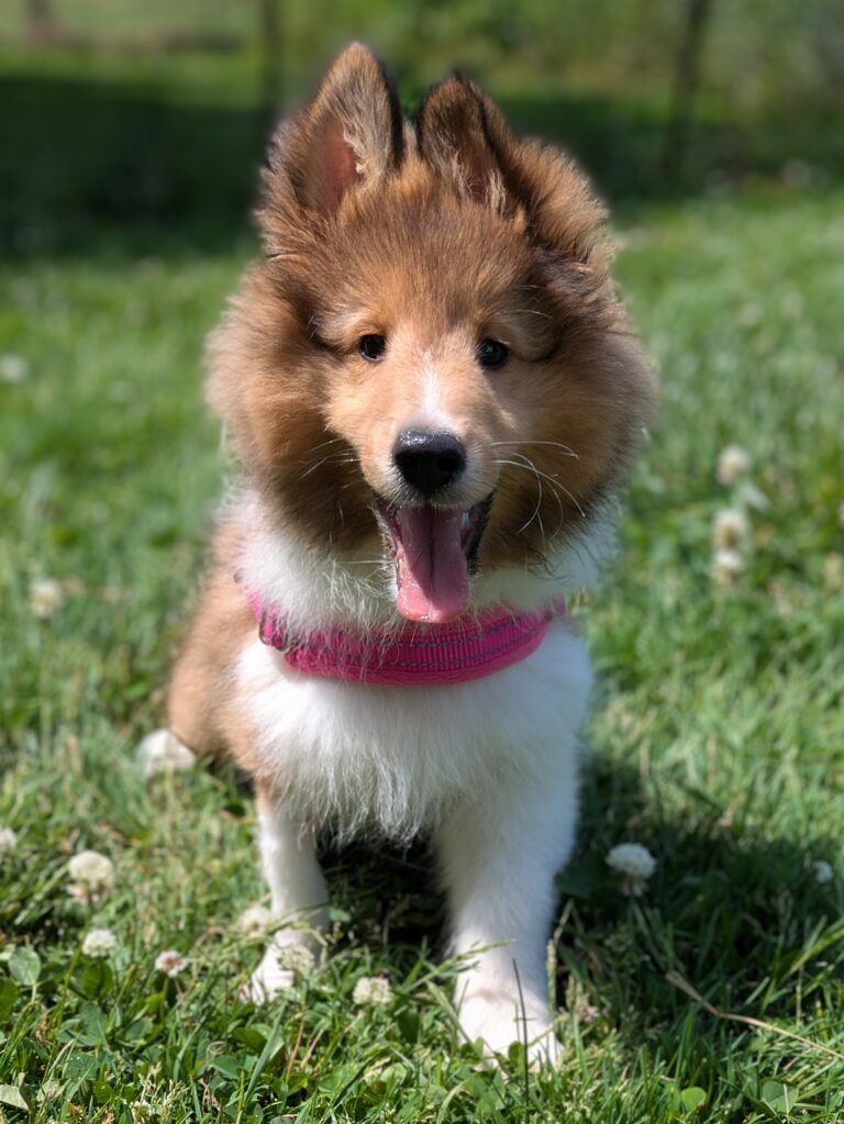A fluffy Shetland Sheepdog puppy wearing a pink harness sits on grass with its mouth open.