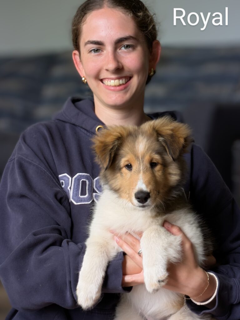 Smiling person in a dark sweatshirt holds a fluffy collie puppy. The word "Royal" appears in the top right corner.