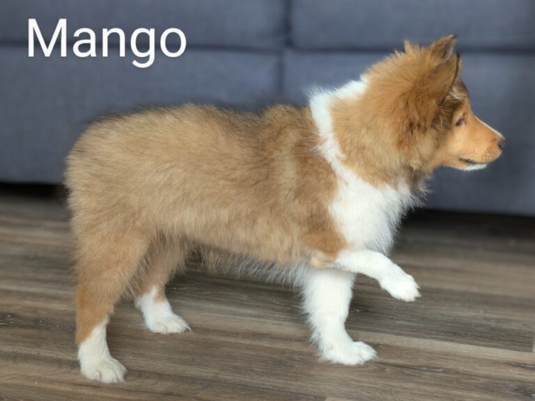 A fluffy brown and white puppy stands indoors on a wooden floor with one paw raised. The word "Mango" is on the image.