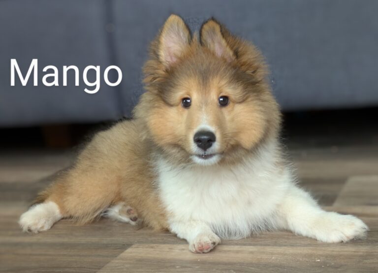 A fluffy brown and white puppy lies on a wooden floor with the name "Mango" written beside it.