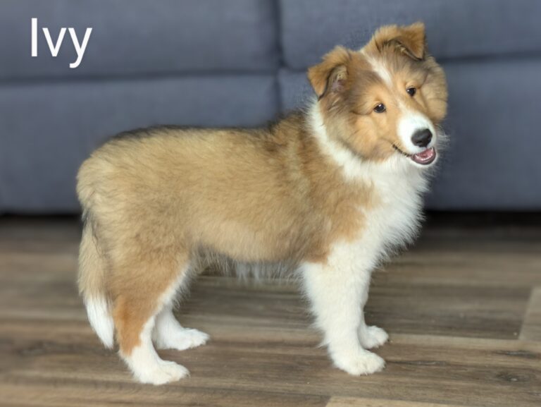 A fluffy Shetland Sheepdog puppy named Ivy stands on a wooden floor in front of a gray couch.