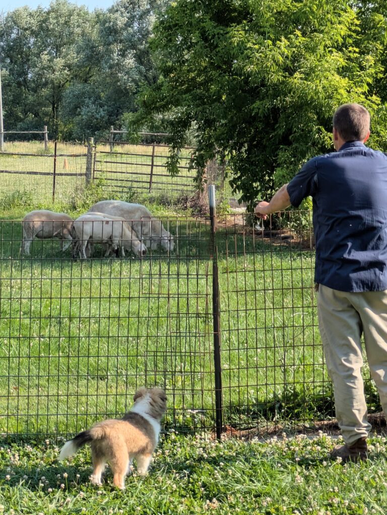 A man and a dog stand by a wire fence, watching sheep graze in a grassy field on a sunny day.
