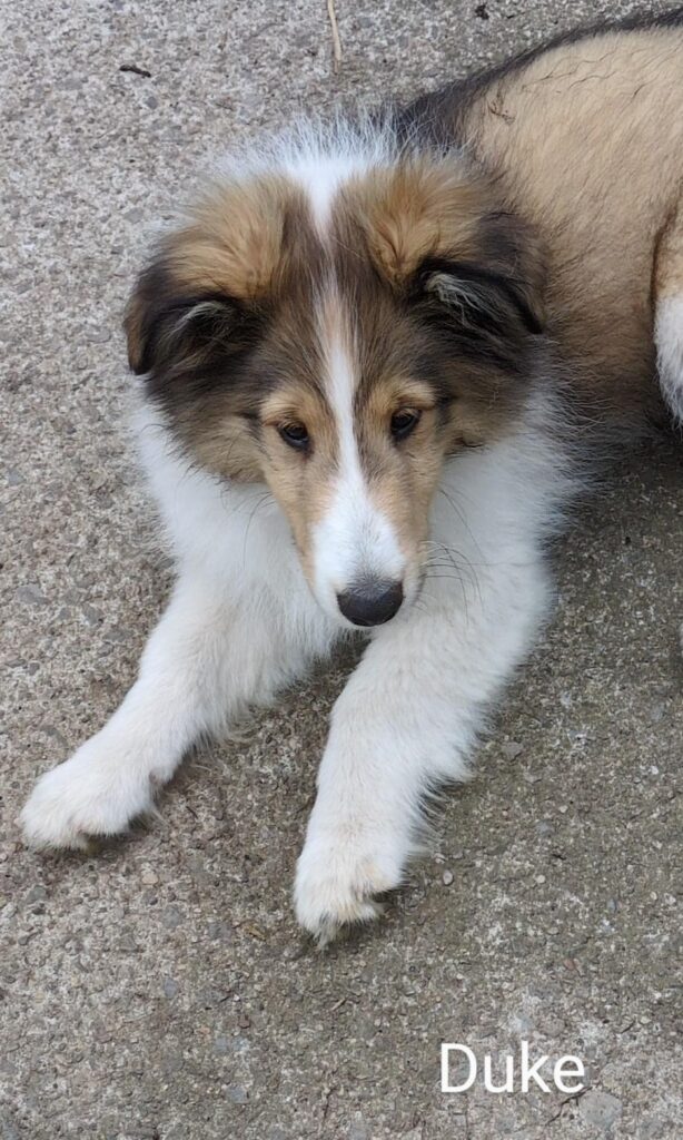 A fluffy brown and white puppy with a long snout lies on a concrete surface. The text "Duke" is in the corner.