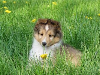 A fluffy puppy with brown and white fur sits in tall green grass with yellow dandelions.
