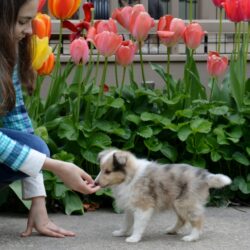A girl crouches to feed a small fluffy puppy in front of blooming pink and yellow tulips in a garden.