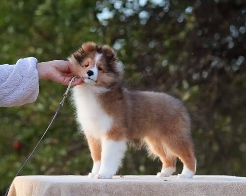 A fluffy brown and white puppy stands on a table outdoors while someone holds its leash and gently touches its face.